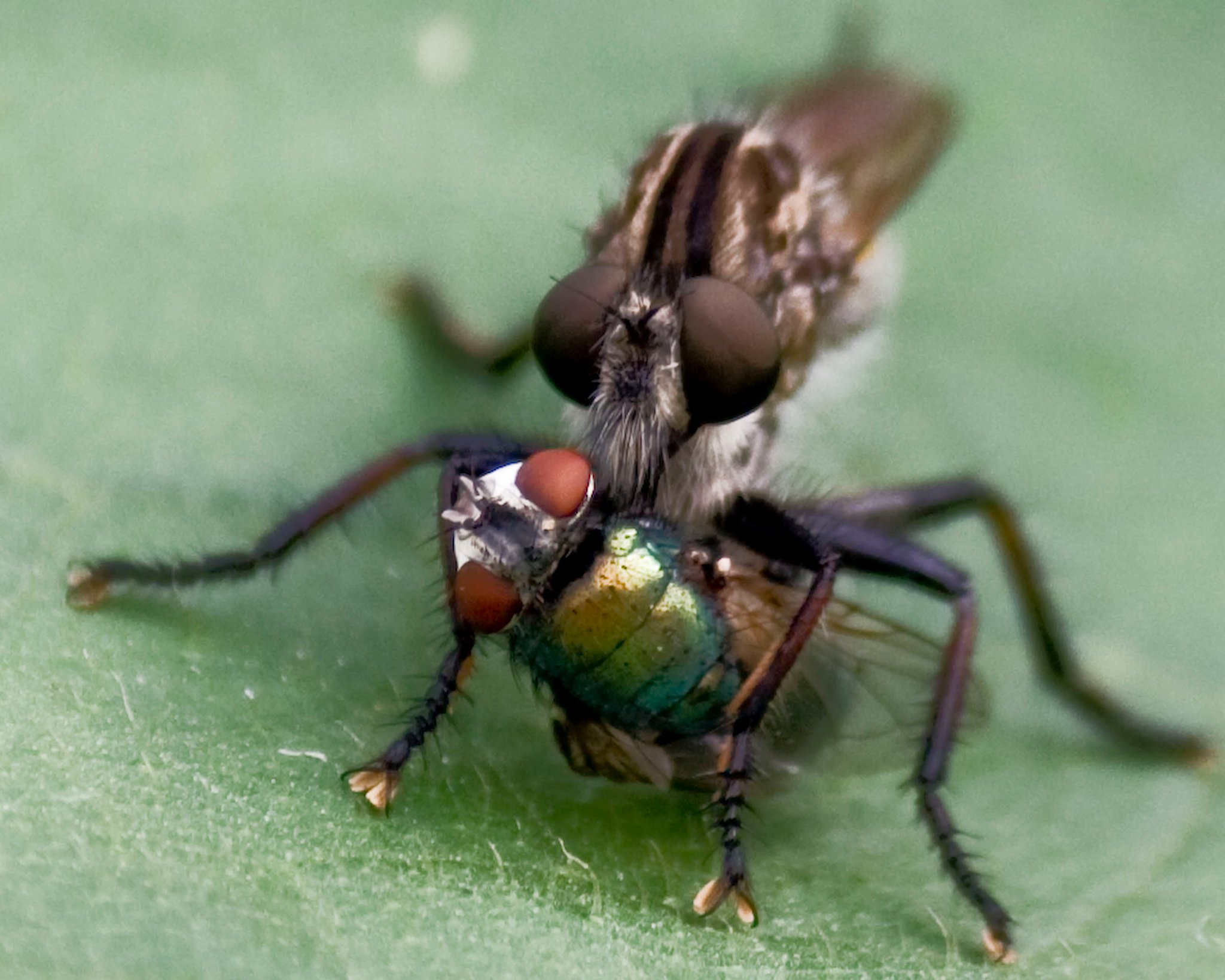 robber fly